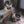 Cat Poddling Sculpture I